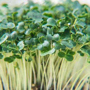 Mikro JAPANSKA ROTKVA