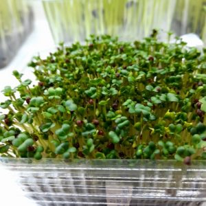 Mikro SLAČICA -bijela