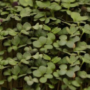 Mikro SLAČICA –crna