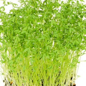 Mikro SOČIVO -crveno