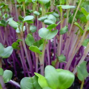 Mikro KINESKA ROTKVA