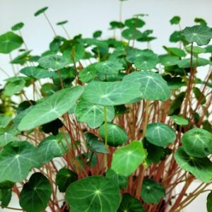 Dragoljub (Tropaeolum  majus)