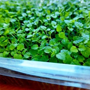 Mikro MATIČNJAK (Melisa)