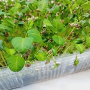 Piskavica (Grčko sjeme)